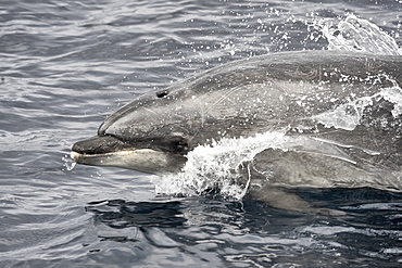 Common Bottlenose Dolphin (Tursiops truncatus). Azores, North Atlantic. Taken 2008