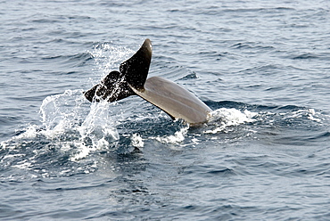 Short Finned Pilot Whale (Globicephala Macrorhynchus). Azores, North Atlantic