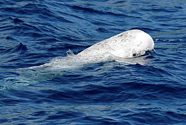 Risso's Dolphin (Grampus Griseus). Azores, North Atlantic