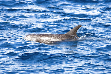 Risso's Dolphin (Grampus Griseus). Azores, North Atlantic