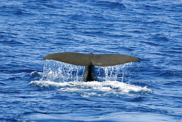 Sperm Whale (Physeter Macrocephalus) Azores, North Atlantic