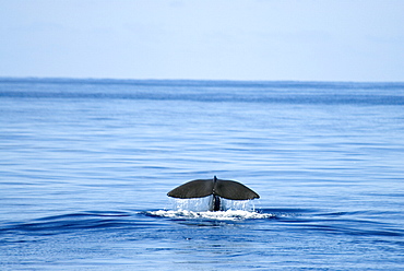 Sperm Whale (Physeter Macrocephalus) Azores, North Atlantic