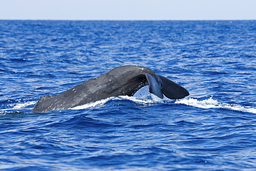 Sperm Whale (Physeter Macrocephalus) Azores, North Atlantic