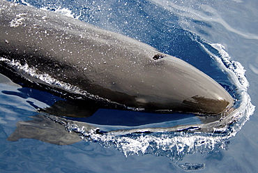 False Killer Whale (Pseudorca Crassidens). Azores, North Atlantic