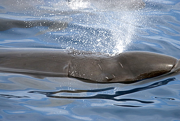 False Killer Whale (Pseudorca Crassidens). Azores, North Atlantic