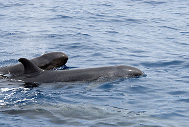 False Killer Whale (Pseudorca Crassidens). Azores, North Atlantic