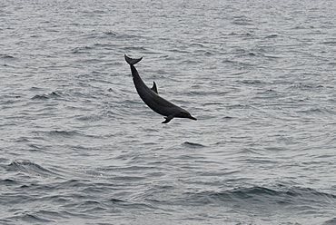 Pantropical Spotted Dolphin (Stenella Attenuata). Azores, North Atlantic