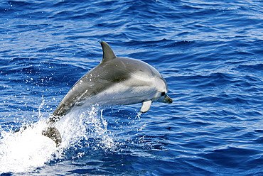 Striped Dolphin (Stenella Coeruleoalba). Azores, North Atlantic