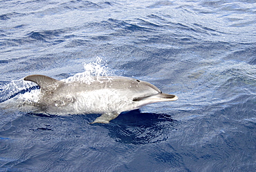 Atlantic Spotted Dolphin (Stenella Frontalis). Azores, North Atlantic