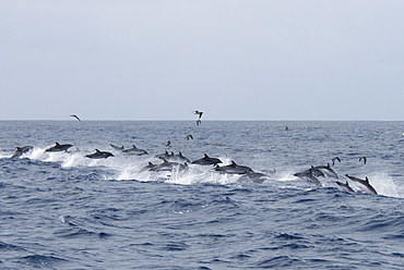Atlantic Spotted Dolphin (Stenella Frontalis). Azores, North Atlantic