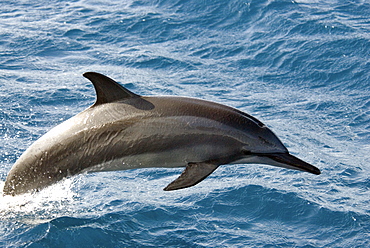 Spinner Dolphin (Stenella Longirostris). Azores, North Atlantic