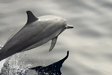 Spinner Dolphin (Stenella Longirostris). Azores, North Atlantic