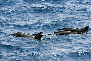 Rough-Toothed Dolphin (Steno Bredanensis). Azores, North Atlantic