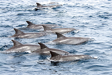 Indo-Pacific Bottlenose Dolphin (Tursiops Aduncus). Azores, North Atlantic