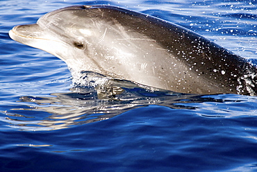 Common Bottlenose Dolphin (Tursiops Truncatus). Azores, North Atlantic