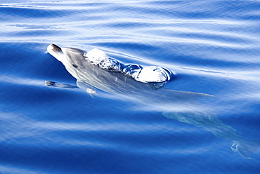 Common Bottlenose Dolphin (Tursiops Truncatus). Azores, North Atlantic