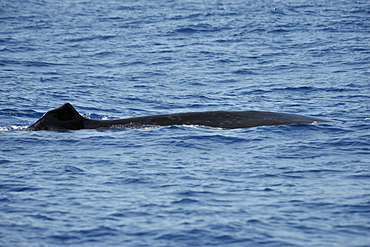 Sei Whale	 (Balaenoptera borealis). Azores, North Atlantic. Taken 2008