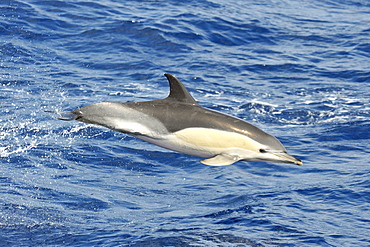 Common Dolphin (Delphinus delphis). Azores, North Atlantic. Taken 2008