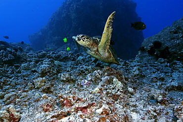 Green sea turtle (Chelonia mydas), Kailua-Kona, Hawaii, United States of America, Pacific