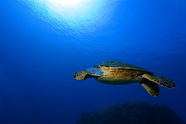 Green sea turtle (Chelonia mydas), Kailua-Kona, Hawaii, United States of America, Pacific