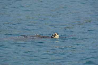 Green sea turtle (Chelonia mydas), surfacing to breathe, Kona, Big Island, Hawaii, United States of America, Pacific