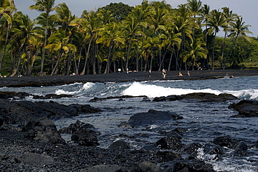 Green sea turtle (Chelonia mydas) resting on shore, Black Sand Beach, Big Island, Hawaii,, United States of America, Pacific