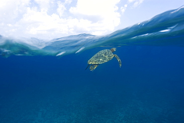 Green sea turtle (Chelonia mydas), breathing at the surface, Fernando de Noronha, Pernambuco, Brazil, South America