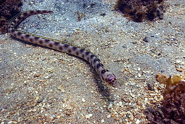 Goldspotted eel (Myrichthys ocellatus), Sueste Bay, Fernando de Noronha, Pernambuco, Brazil, South America