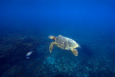 Green sea turtle (Chelonia mydas) swimming near surface, Fernando de Noronha, Pernambuco, Brazil, South America