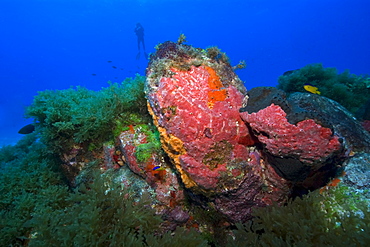 Colorful encrusting sponges and corals cover the rock formations at Pedras Secas, Fernando de Noronha, Pernambuco, Brazil, South America