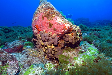 Colorful encrusting sponges and corals cover the rock formations at Pedras Secas, Fernando de Noronha, Pernambuco, Brazil, South America