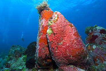 Colorful encrusting sponges and corals cover the rock formations at Pedras Secas, Fernando de Noronha, Pernambuco, Brazil, South America