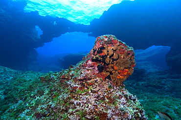 Colorful encrusting sponges and corals cover the rock formations at Pedras Secas,  Fernando de Noronha, Pernambuco, Brazil, South America