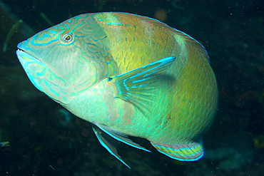 Puddingwife wrasse (Halichoeres radiatus), St. Peter and St. Paul's rocks, Brazil, South America