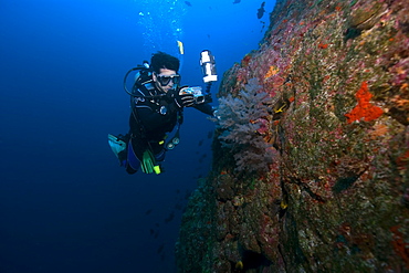 Diver photographs black coral (Anthipataria sp.), St. Peter and St. Paul's rocks, Brazil, South America