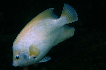 Queen angelfish (Holacanthus ciliaris), endemic and rare white morphotype, St. Peter and St. Paul's rocks, Brazil, South America