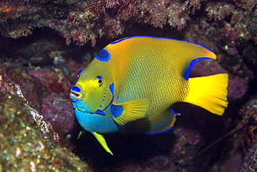 Queen angelfish (Holacanthus ciliaris), St. Peter and St. Paul's rocks, Brazil, South America