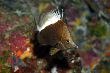 St. Paul's butterflyfish (Prognathodes obliquus), endemic deep water reef fish, St. Peter and St. Paul rocks, Brazil, South America