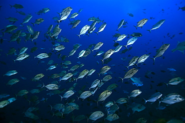 Black jacks (Caranx lugubris) schooling in open water, St. Peter and St. Paul's rocks, Brazil, South America