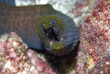 Viper moray (mulatto conger) (Enchelycore nigricans), St. Peter and St. Paul's rocks, Brazil, South America