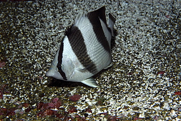 Banded butterflyfish (Chaetodon striatus), St. Peter and St. Paul's rocks, Brazil, South America