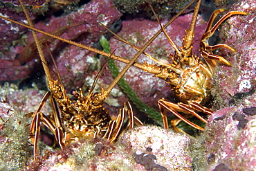 Brown spiny lobsters (Panulirus echinatus), St. Peter and St. Paul's rocks, Brazil, South America