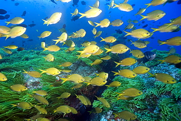 Brown chromis (Chromis multilineata), St. Peter and St. Paul's rocks, Brazil, South America