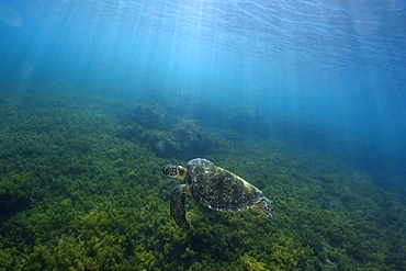 Green sea turtle (Chelonia mydas) swimming, Fernando de Noronha, Pernambuco, Brazil, South America