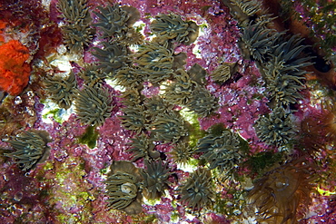 Small encrusting anemones, St. Peter and St. Paul's rocks, Brazil, South America