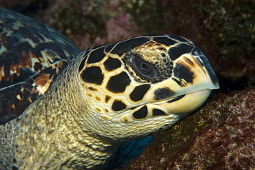 Hawksbill turtle (Eretmochelys imbricata) resting on bottom, St. Peter and St. Paul's rocks, Brazil, South America