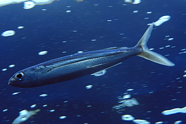 Flyingfish (Cypselurus comatus), St. Peter and St. Paul rocks, Brazil, South America