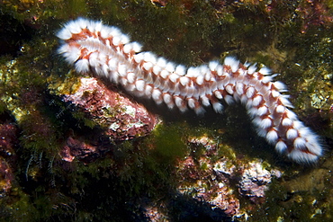 Bearded fireworm (Hermodice carunculata), St. Peter and St. Paul's rocks, Brazil, South America