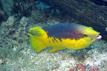 Spanish hogfish (Bodianus rufus), Ilha Escalvada, Guarapari, Espirito Santo, Brazil, South America