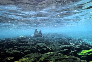 Spotted eagle ray (Aetobatus narinari) swimming close to surface, Fernando de Noronha, Pernambuco, Brazil, South America